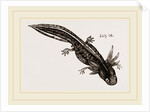 Last stage of Young Water Newt by Anonymous