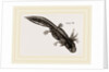 Last stage of Young Water Newt by Anonymous