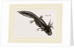 Last stage of Young Water Newt by Anonymous