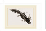 Last stage of Young Water Newt by Anonymous