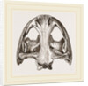 Skull of Menopome by Anonymous