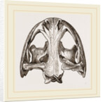 Skull of Menopome by Anonymous