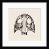 Skull of Menopome by Anonymous