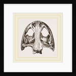 Skull of Menopome by Anonymous