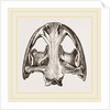 Skull of Menopome by Anonymous