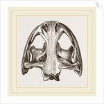 Skull of Menopome by Anonymous