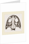 Skull of Menopome by Anonymous