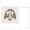 Skull of Menopome by Anonymous