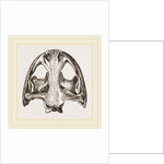 Skull of Menopome by Anonymous