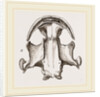Skull of Menopome by Anonymous