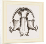 Skull of Menopome by Anonymous