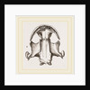 Skull of Menopome by Anonymous