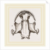 Skull of Menopome by Anonymous
