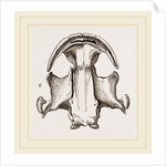 Skull of Menopome by Anonymous