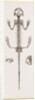 Skeleton of Salamander by Anonymous