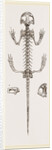 Skeleton of Salamander by Anonymous
