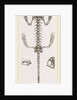 Skeleton of Salamander by Anonymous