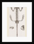 Skeleton of Salamander by Anonymous