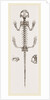 Skeleton of Salamander by Anonymous