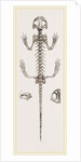 Skeleton of Salamander by Anonymous