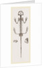 Skeleton of Salamander by Anonymous