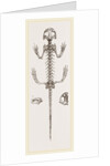 Skeleton of Salamander by Anonymous