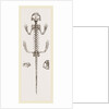Skeleton of Salamander by Anonymous