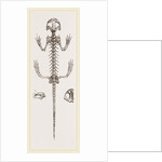 Skeleton of Salamander by Anonymous