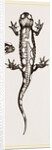 Spotted Salamander by Anonymous