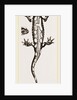 Spotted Salamander by Anonymous
