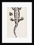Spotted Salamander by Anonymous