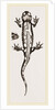 Spotted Salamander by Anonymous