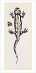 Spotted Salamander by Anonymous