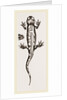 Spotted Salamander by Anonymous