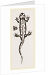 Spotted Salamander by Anonymous