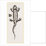 Spotted Salamander by Anonymous