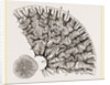 Tooth of Labyrinthodon by Anonymous