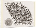 Tooth of Labyrinthodon by Anonymous