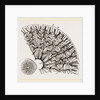 Tooth of Labyrinthodon by Anonymous