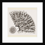Tooth of Labyrinthodon by Anonymous