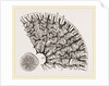 Tooth of Labyrinthodon by Anonymous