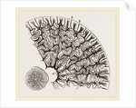 Tooth of Labyrinthodon by Anonymous