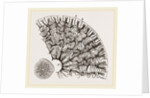 Tooth of Labyrinthodon by Anonymous