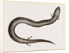 Three-toed Amphiuma by Anonymous
