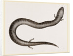 Three-toed Amphiuma by Anonymous
