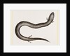Three-toed Amphiuma by Anonymous
