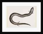 Three-toed Amphiuma by Anonymous