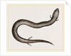 Three-toed Amphiuma by Anonymous