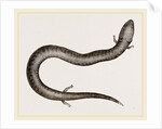 Three-toed Amphiuma by Anonymous
