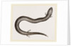 Three-toed Amphiuma by Anonymous